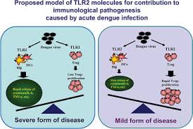 Symptoms typically begin three to fourteen days after infection. Double Faced Implication Of Cd4 Foxp3 Regulatory T Cells Expanded By Acute Dengue Infection Via Tlr2 Myd88 Pathway George 2020 European Journal Of Immunology Wiley Online Library