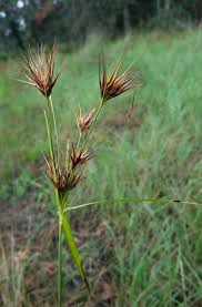 Image result for Rhynchosia orthobotrya