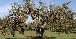 Attractive fruit trees and plants are both edible and ornamental olive trees are also absolutely gorgeous. How To Prune Apple Trees