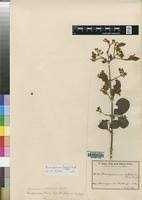 Image result for Psorospermum baumii