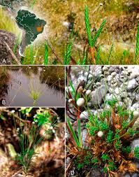 Image result for Syngonanthus longibracteatus