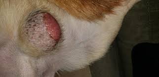 Collars | custom pet id tags | freeze dried & limited ingredient treats My Dog Has A Raw Red Spot That Is The Size Of His Testicles On Them What Can I Do To Help Petcoach