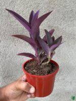 Image result for Tradescantia pallida