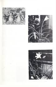 Image result for Crinum rautanenianum