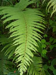 Image result for Pneumatopteris