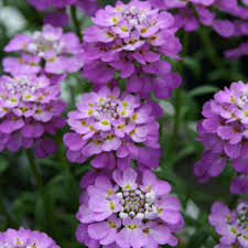 Image result for Iberis umbellata