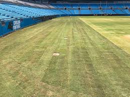 Cultivar413, flickr, cc by 2.0. Tifway 419 Bermuda Grass Turf Connections