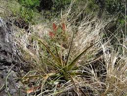 Image result for Nesaea passerinoides