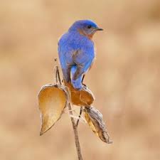 Audubon Society of Rhode Island