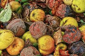 Apple Windfall Fruit Orchard Fruits Autumn Lazy Mold Moldy Pome Fruit Of Course Pikist
