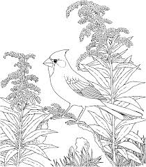 Coloring Pages Of Backyard Birds Bird Coloring Pages Coloring Pages Flower Coloring Pages