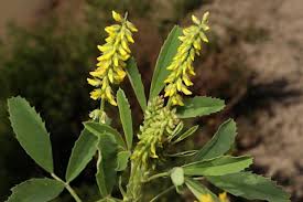 Image result for Melilotus indicus