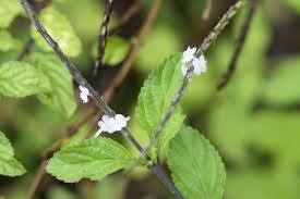 Image result for Stachytarpheta urticifolia