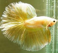 Ghim Tren Betta Fighter