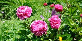 We did not find results for: Bluhspektakel Mit Pfingstrosen Das Grune Telefon