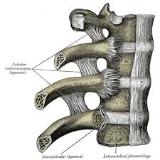 Rib bone anatomy and landmarks. Ribs Radiology Reference Article Radiopaedia Org