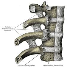 In vertebrate anatomy, ribs (costae) are the long curved bones which form the rib cage. Ribs Radiology Reference Article Radiopaedia Org