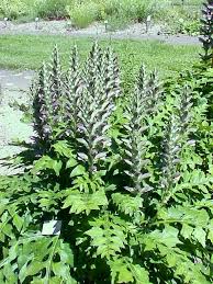 Image result for Pogonospermum attenuifolium