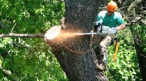The cost of tree removal comes down to factors you can not control, such as the tree size and the position of the tree, but there are plenty of simply take a photo and post it on ebay or gumtree. How Much Does A Tree Removal Cost