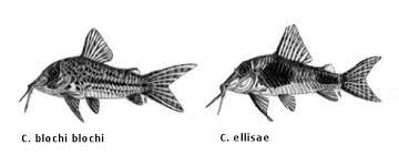 Hey guys today i m sharing the video of corydoras catfish male and female deffrences i hope u like and enjoy my this video.for more future update u can subs. Fry Patterns In The South American Catfish Genus Corydoras