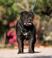 Black boerboel puppies for sale uk. Best Breeders In The World South African Boerboel Mastiff Kennel Elite Boerboels 1 South African Mastiff Boerboel Breeder In Europe