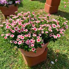 Image result for Impatiens shirensis