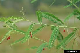 Image result for Sesbania pachycarpa