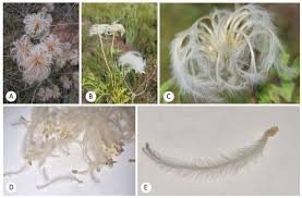 Image result for Clematis villosa