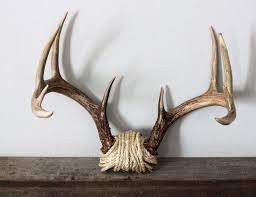 Image Result For Decorating With Deer Antlers Deer Antler Decor Deer Decor Antlers Decor