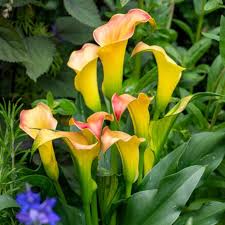 Image result for Zantedeschia