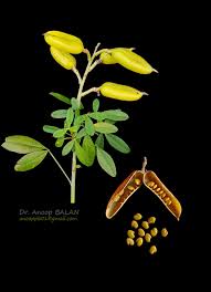 Image result for Crotalaria micans