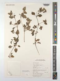 Image result for Nelsonia canescens