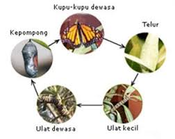 Metamorfosis sempurna biasanya ditandai dengan empat tahap tumbuh kembang seekor hewan. Metamorfosis Sempurna Dan Tak Sempurna Penjelasan Perbedaannya