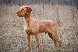 Browse thru our id verified puppy for sale listings to find your perfect puppy in your area. The Best Parrots In The World Wirehaired Vizsla Puppies For Sale