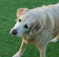 Vestibular Disease In Dogs Surf Dog Ricochet