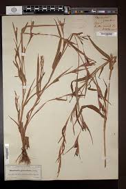 Image result for Hackelochloa