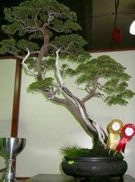 See more ideas about bonsai, tropical tree, bonsai tree. 19 Cucur Atap Bonsai Ideas Bonsai Bonsai Art Bonsai Tree