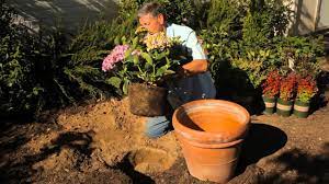 In warmer climates where the ground doesn't freeze, you can do your hydrangea transplanting between. How To Replant Hydrangeas Garden Savvy Youtube