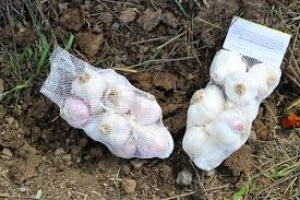 Maybe you would like to learn more about one of these? How To Plant Garlic The Prairie Homestead