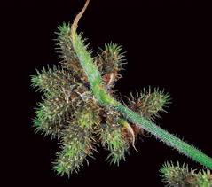 Image result for Fuirena ciliaris