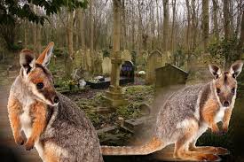 Red necked wallaby with a heavy tick burden appears to be suffering some loss of coordinationplease note; Where S Wallaby Whatever Happened To The Highgate Marsupials London Evening Standard Evening Standard