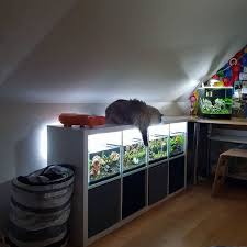 My Sweet Cat Loves My Ikea Kallax Shelf With 4 35 Liter Nano Tanks Amano Shrimp Aquariumhobby Aquas Ikea Kallax Regal Aquarium Raumteiler Aquarium Stand