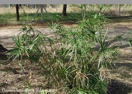 Image result for Cyperus sp.no.2