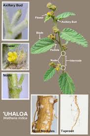 Image result for Waltheria