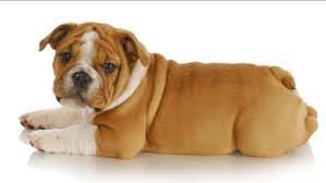 Each bulldog puppy will come up to date on vaccination & vet checked and shots, records Chunk The English Bulldog Puppy Is Super Excited For His New Bed Abc7 New York