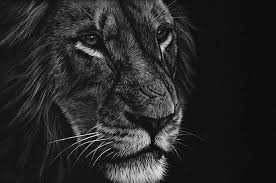 Black And White Images Of Animals Stunning Realistic Wildlife White On Black Drawings Realistic Animal Drawings Wildlife Art Black Paper Drawing