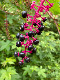 Image result for Phytolaccaceae