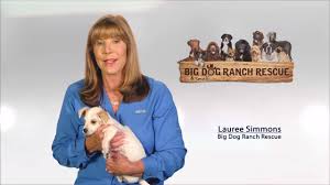 Best friend pet adoption raleigh nc. Big Dog Ranch Rescue Linkedin