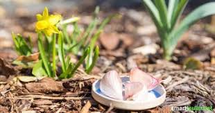 Knoblauch Im Garten Hilft Gegen Schadlinge Und Pflanzenkrankheiten Pflanzen Krauter Pflanzen Garten