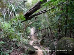 However, for canopy walkway activity, the fee charged for adults is. Penang National Park Taman Negara Pulau Pinang Malaysia